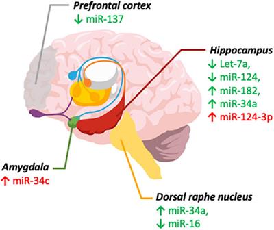 The Role of MicroRNA and Microbiota in Depression and Anxiety